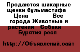 Продаются шикарные щенки бульмастифа › Цена ­ 45 000 - Все города Животные и растения » Собаки   . Бурятия респ.